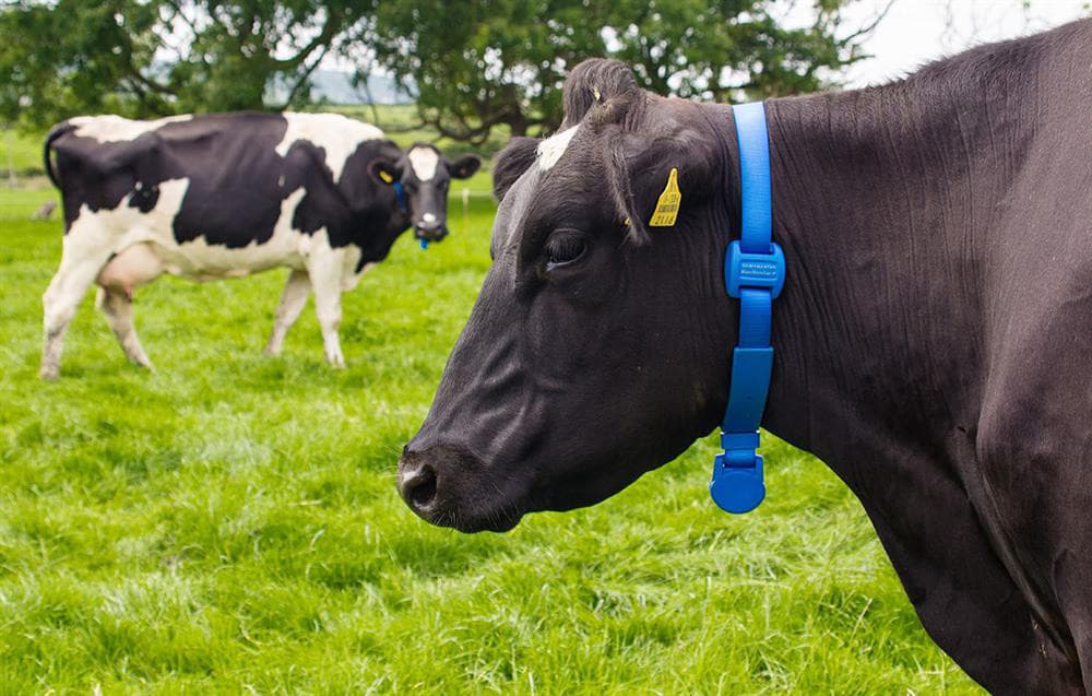 Livestock IoT monitoring